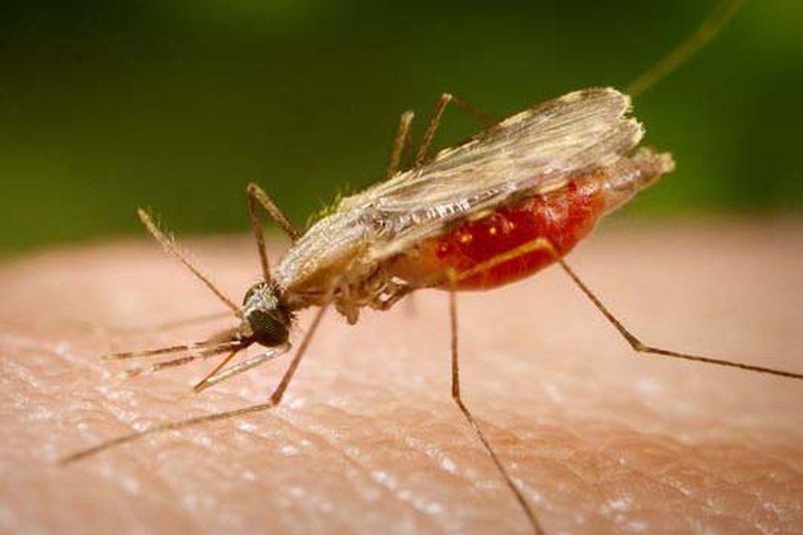 Novo estudo mostra que erradicação da malária será possível até 2050 Portal Biologia/divulgação