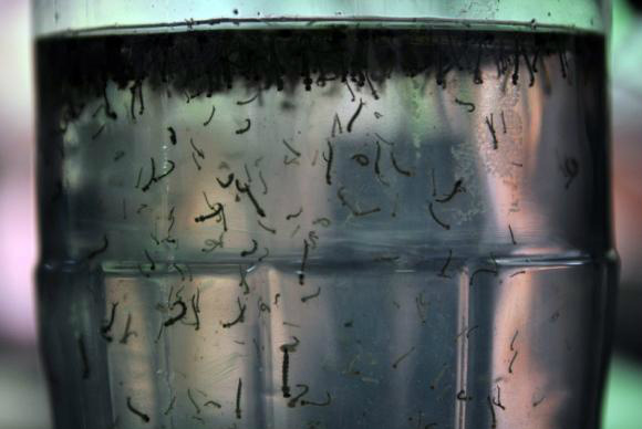 Cresce número de municípios com risco de epidemia de dengue Levantamento do Ministério da Saúde mostra crescimento de risco de dengue em cidades brasileirasArquivo/Agência Brasil