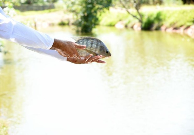 Exportações de peixes crescem 37,72% em 2019 no Estado