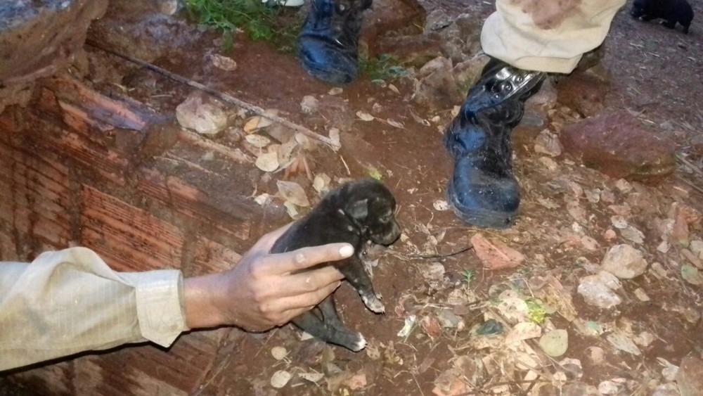 Bombeiros quebraram concreto de fossa para resgatar cãozinhos (Foto: Corpo de Bombeiros/Divulgação)
