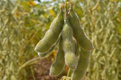 Resultados positivos nas vendas internacionais do Agro

