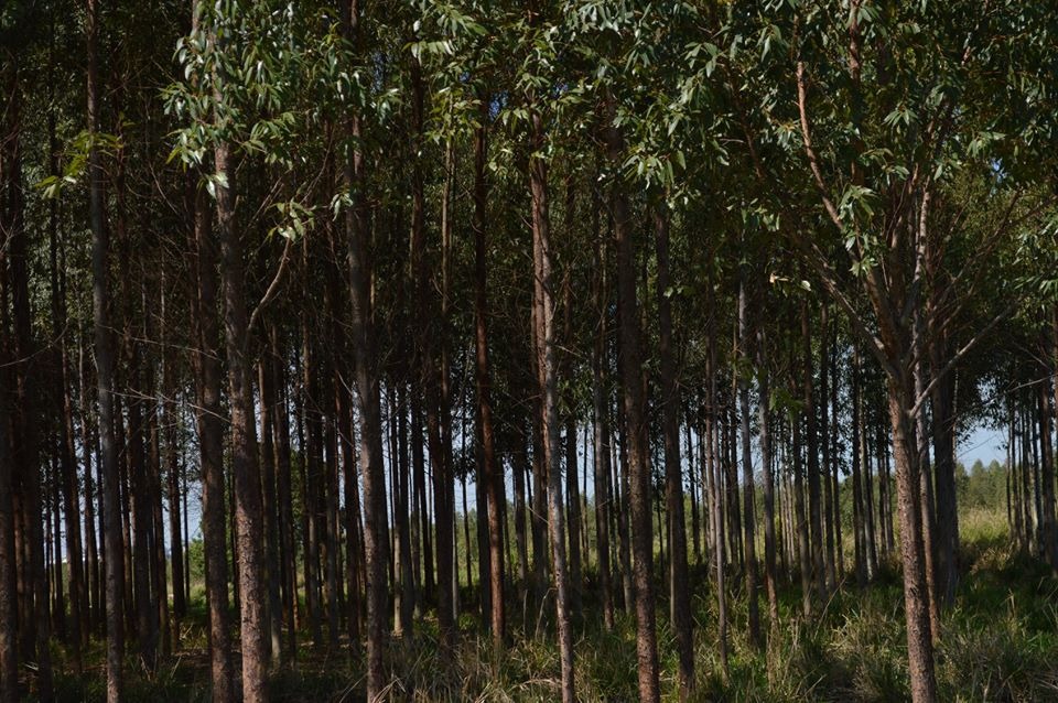 Reflore/MS lança Campanha de Prevenção e Combate a Incêndios na sede do Sistema Famasul Divulgação