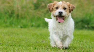 Governo do Estado apoia primeira Cãominhada