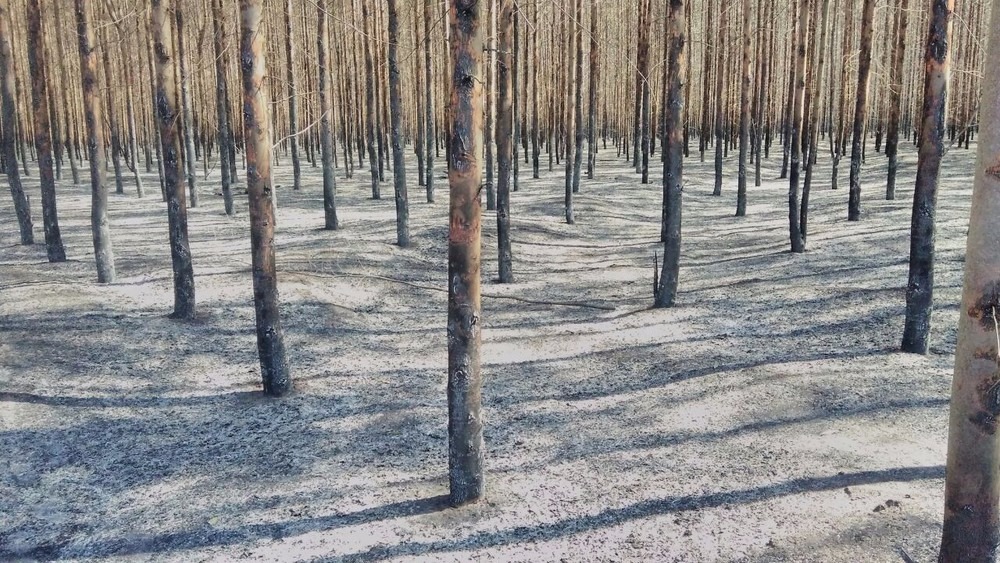 Eucaliptos atingidos pelo fogo em fazenda de Ribas do Rio Pardo (Foto: Emerson Arce)