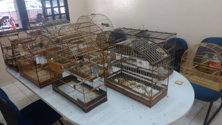Homem é multado em R$ 6,5 mil por manter aves silvestres em cativeiro