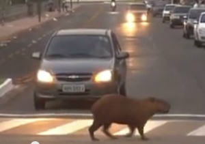 Vídeo de capivaras atravessando na faixa faz sucesso na internet Capivara atravessando na faixa, enquanto o condutor espera. (Foto: reprodução/vídeo)
