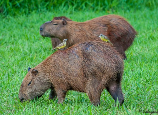Vídeo de capivaras atravessando na faixa faz sucesso na internet Capivaras se alimentando no gramado do Lago do Amor. (Foto: Marcelo Calazans)