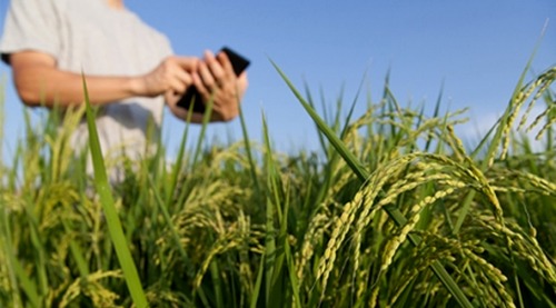 Curso gratuito de técnico em Agronegócio encerra inscrições nesta sexta-feira