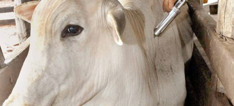 Iagro convoca veterinário para vacinação contra brucelose Iagro convoca veterinário para vacinação contra brucelose