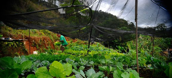 Hortas comunitárias alteram espaço público e estimulam contato com a natureza Hortas comunitárias alteram espaço público e estimulam contato com a natureza