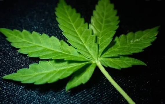 Registro para vender produtos de cannabis pode ser pedido online Divulgação