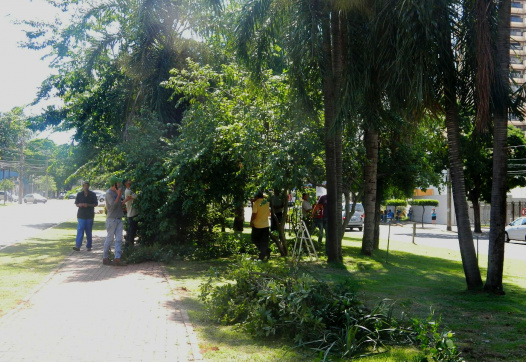 Brigada Sustentável realiza podas na região central da cidade Brigada Sustentável realiza podas na região central da cidade