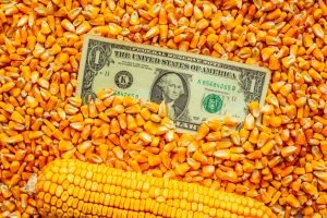 MS: Agricultura mantém exportações e deve acelerar a retomada econômica no pós-pandemia Agro Agência