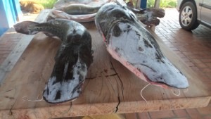 Turistas mineiros são autuados pela PMA com pescado ilegal