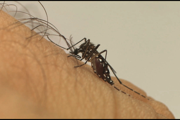 Em um ano, incidência da dengue no país aumenta 600% (Divulgação/Fiocruz)