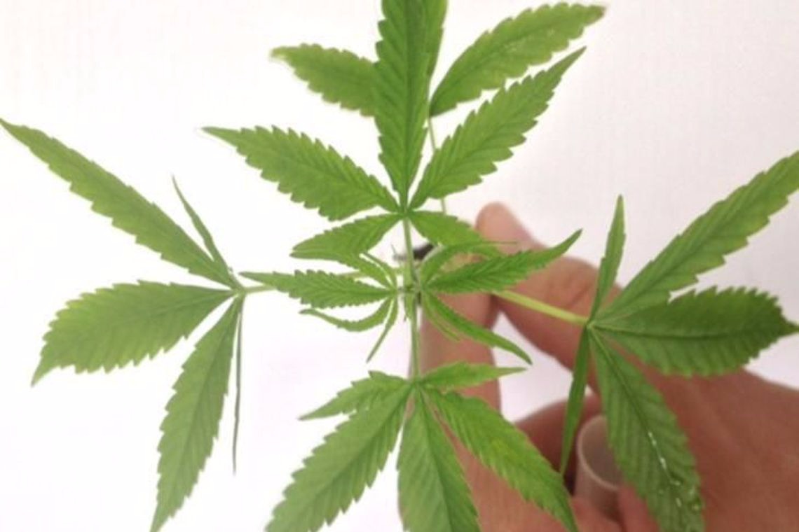 Estudo contesta uso de maconha no tratamento da dependência de cocaína Divulgação / Polícia Federal