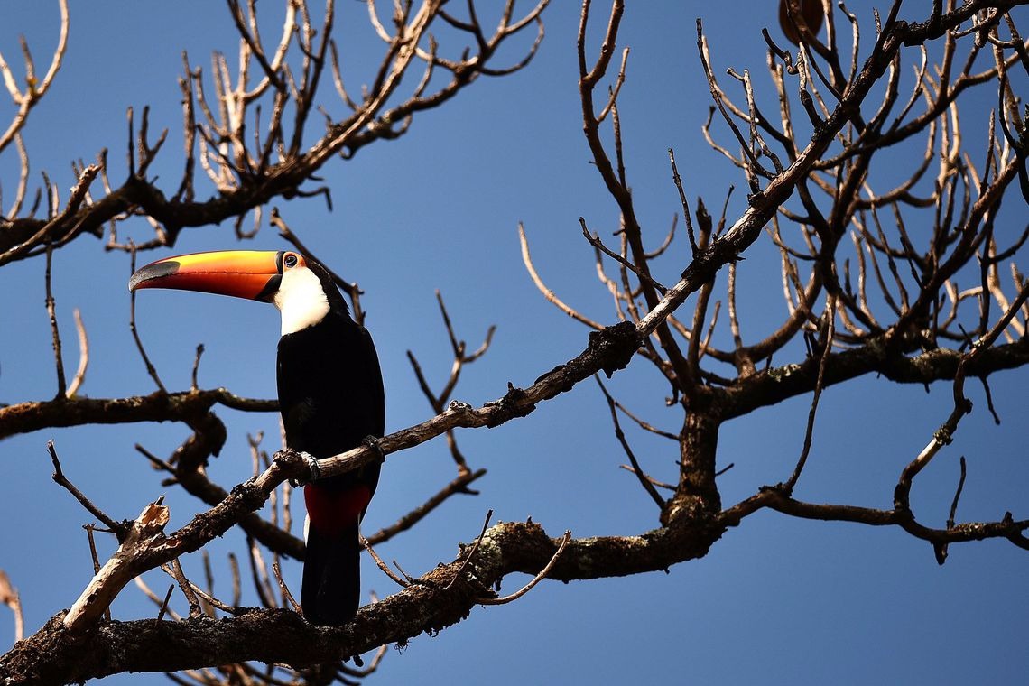 Dia do Cerrado: o bioma tem 5% da biodiversidade do mundo Andre Borges/Agência Brasília