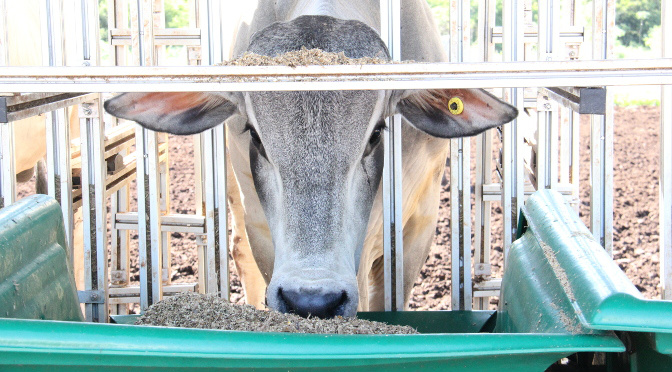 Iagro define exigências sanitárias para a 79ª Expogrande Iagro define exigências sanitárias para a 79ª Expogrande