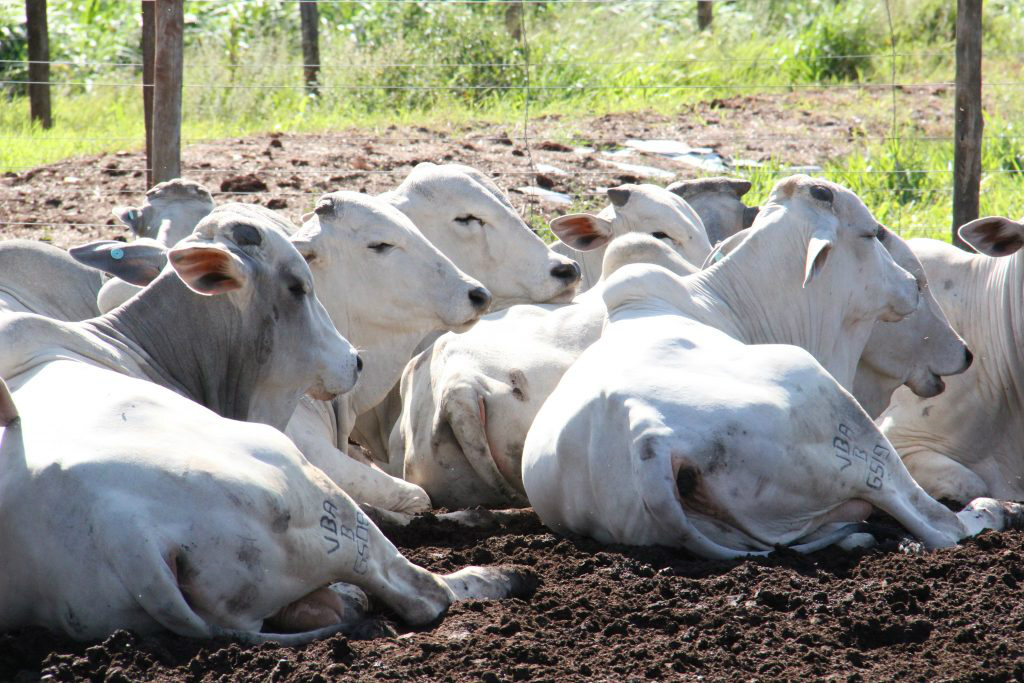 Iagro define exigências sanitárias para a 79ª Expogrande Todos os animais deverão ser submetidos à inspeção sanitária antes da admissão no recinto.