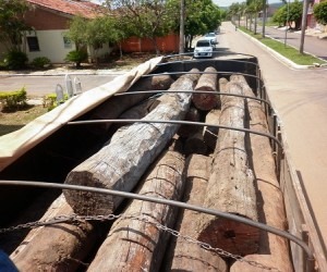 Portaria 83N do Ibama proibe corte de aroeira desde 1991 - Ascom PMA