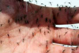 Fornecido por Estadão O mosquito 'Aedes aegypti' é transmissor do zika vírus, da dengue e da chikungunya