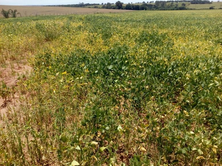 Arrendatário é multado por desmatamento ilegal para atividade agrícola