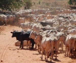 Gado reunido em propriedade rural 