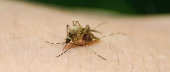 Brasil confirma 492 casos de febre amarela e 162 mortes pela doença Pixabay