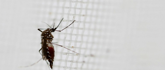 Fiocruz identifica presença de vírus zika na saliva e urina Reuters