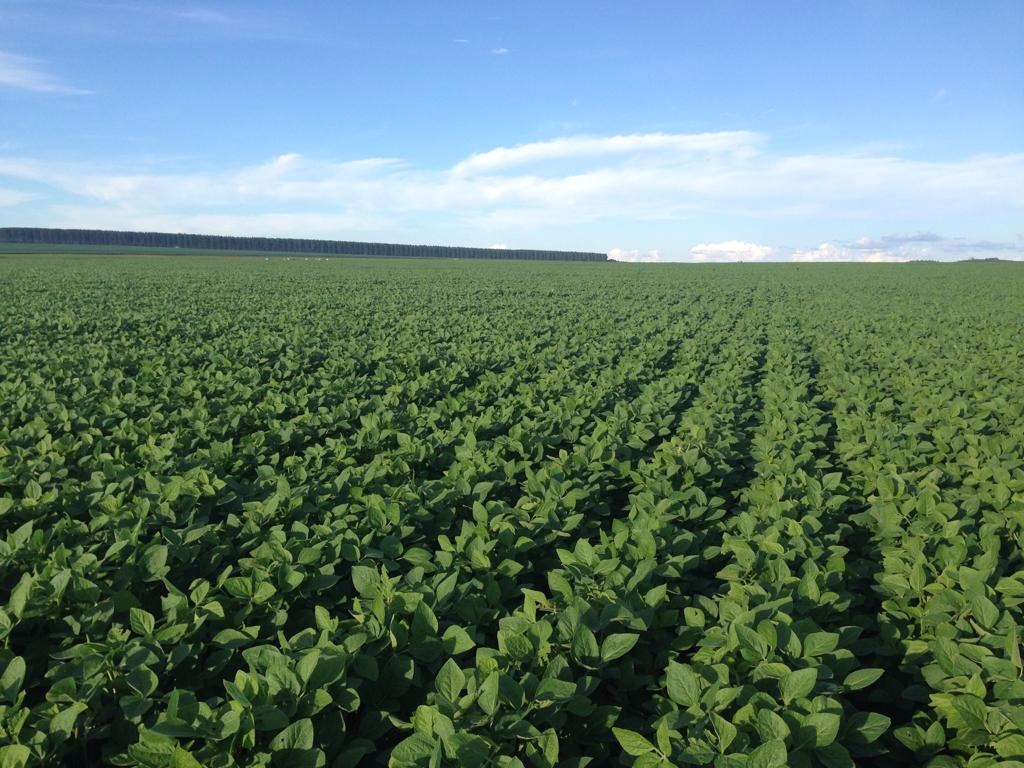 Profissionais do agro brasileiro apresentam boas práticas de produção Divulgação