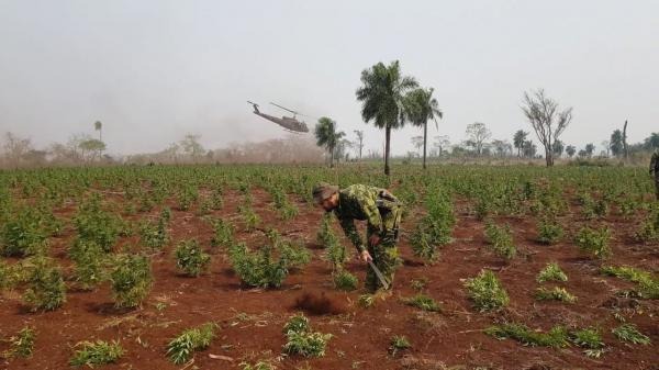 Operação da Senad do Paraguai destrói 18 acampamentos e 24 hectares de maconha Operação Nova Aliança 20 se concentrou em Capitán Bado (PY)