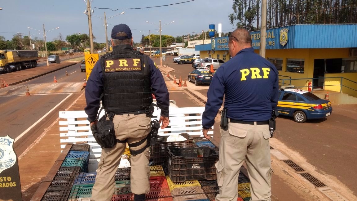 Flagrante ocorreu próximo a Deodápolis na manhã de hoje - Foto: Osvaldo Duarte