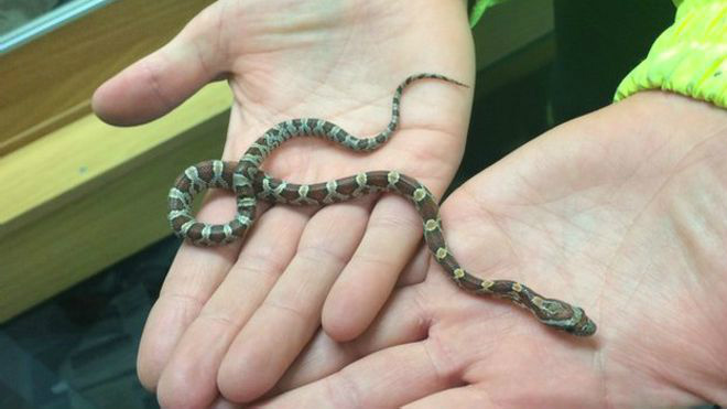 Cobra listrada é confundida com pulseira na Escócia Réptil foi encontrado por lixeiros quando removiam sofá velho