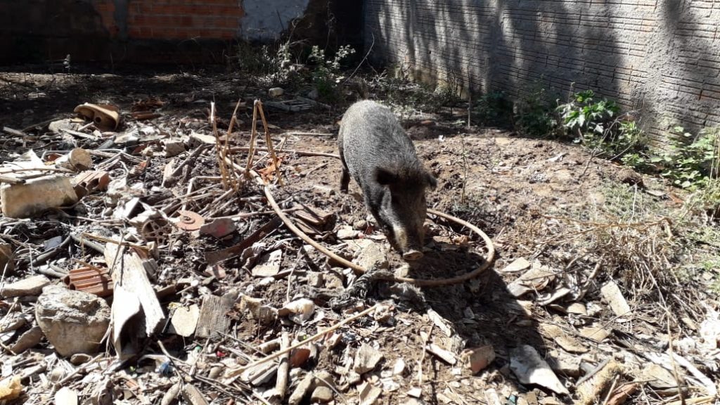 Homem é preso por criar porco do mato ilegalmente em quintal de casa