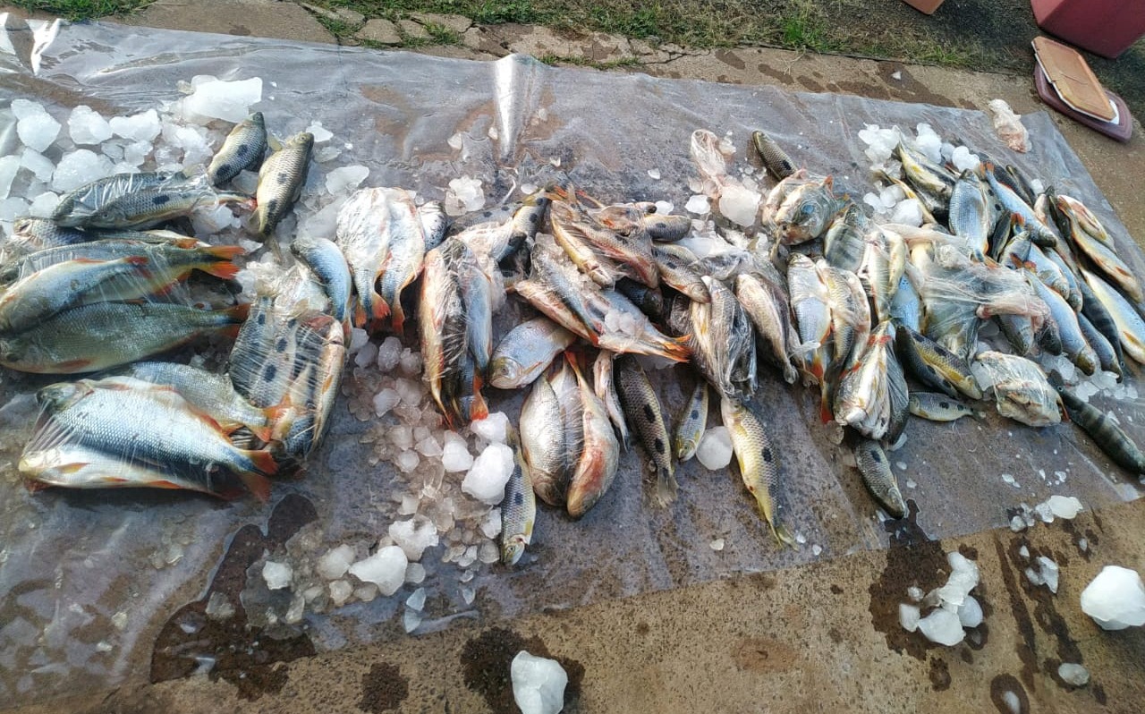 Paulistas são presos por crime de pesca e transporte de pescado acima da cota em MS Paulistas são presos por crime de pesca e transporte de pescado acima da cota em MS