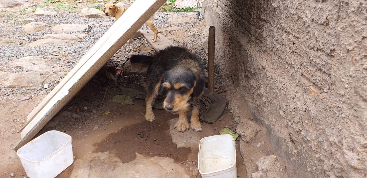 Homem é autuado por maus-tratos a dois cachorros Homem é autuado por maus-tratos a dois cachorros