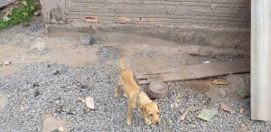Homem é autuado por maus-tratos a dois cachorros Homem é autuado por maus-tratos a dois cachorros