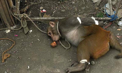 Macaco acusado de roubo é amarrado e detido por autoridades na Índia Foto por Arbroath.com