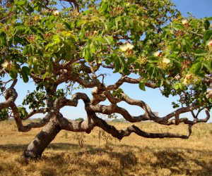 Pé de pequi não poderá mais ser cortado sem autorização em MS Árvore produz, em média, quinhentos a três mil frutos
(Foto: Marcelo Kuhlmann/Frutos Atrativos do Cerrado)