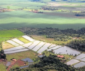 Piscicultura avança no Estado, mas setor precisa de indústrias Reprodução