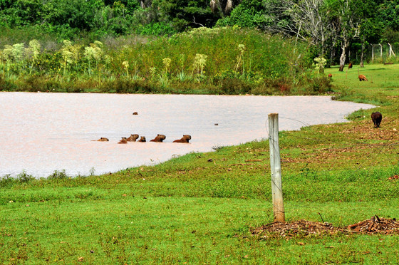 Cartão postal de Campo Grande, Lago do Amor pode sumir em 21 anos Lago do Amor pode sumir - Foto: Valdenir Rezende / Correio do Estado