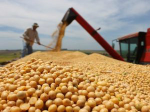 MS vai sediar pela primeira vez a Abertura Nacional da Colheita de Soja Ponta Porã é a segunda maior produtora sul-mato-grossense de soja do estado. (Foto: Reprodução Internet)