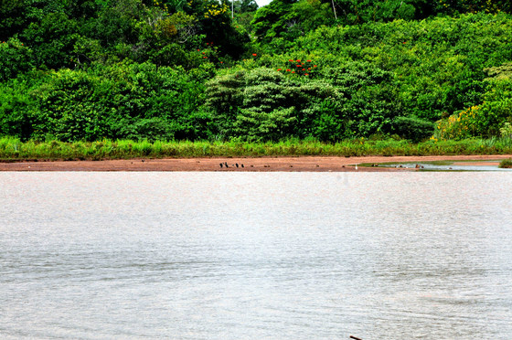 Cartão postal de Campo Grande, Lago do Amor pode sumir em 21 anos Lago corre risco de sumir (Foto: Valdenir Rezende / Correio do Estado)