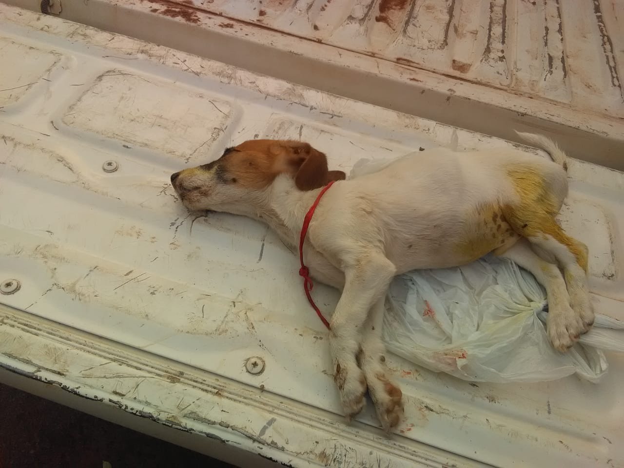 Homem é autuado por envenenar e matar filhote de cachorro Homem é autuado por envenenar e matar filhote de cachorro