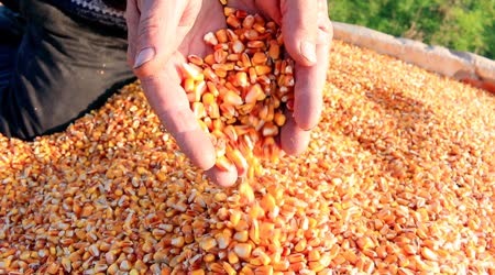 Mato Grosso do Sul permanece como um dos estados mais competitivos do país, segundo ranking divulgado nesta quarta-feira