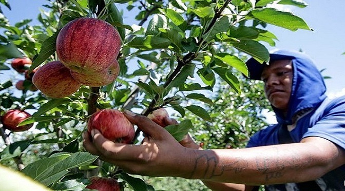 Há 2.218 vagas para trabalhador da cultura de
maçã
