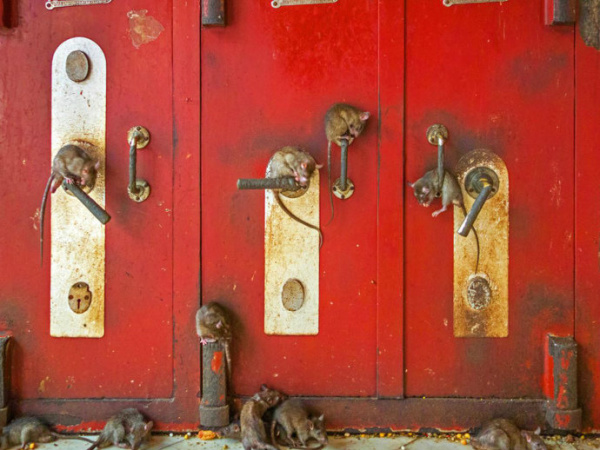 (Foto: John Bazzano/BBC)