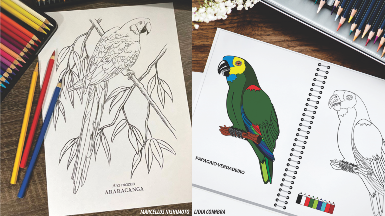 Avifauna é tema de atividade para colorir disponibilizada pela prefeitura