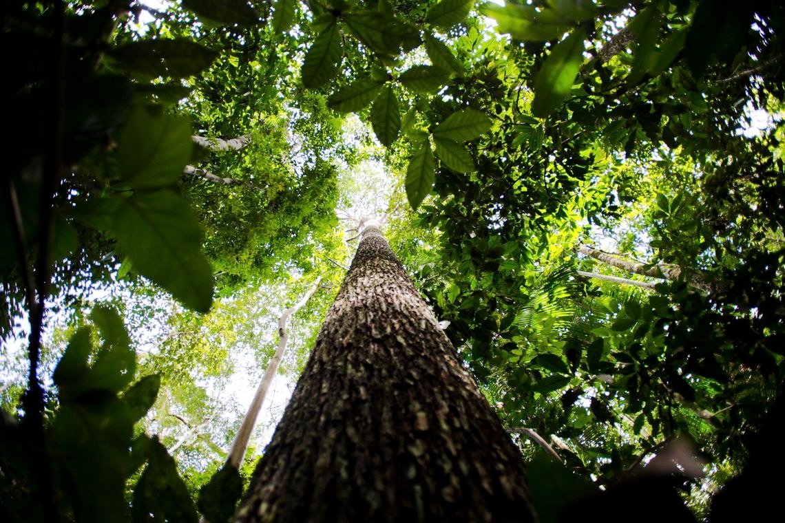 Pesquisa na Amazônia analisa importância da biodiversidade Marcelo Camargo/Agência Brasil