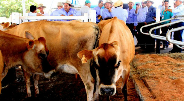 Revista Dinheiro Rural destaca programa Leite Forte como iniciativa de incentivo à produção leiteira